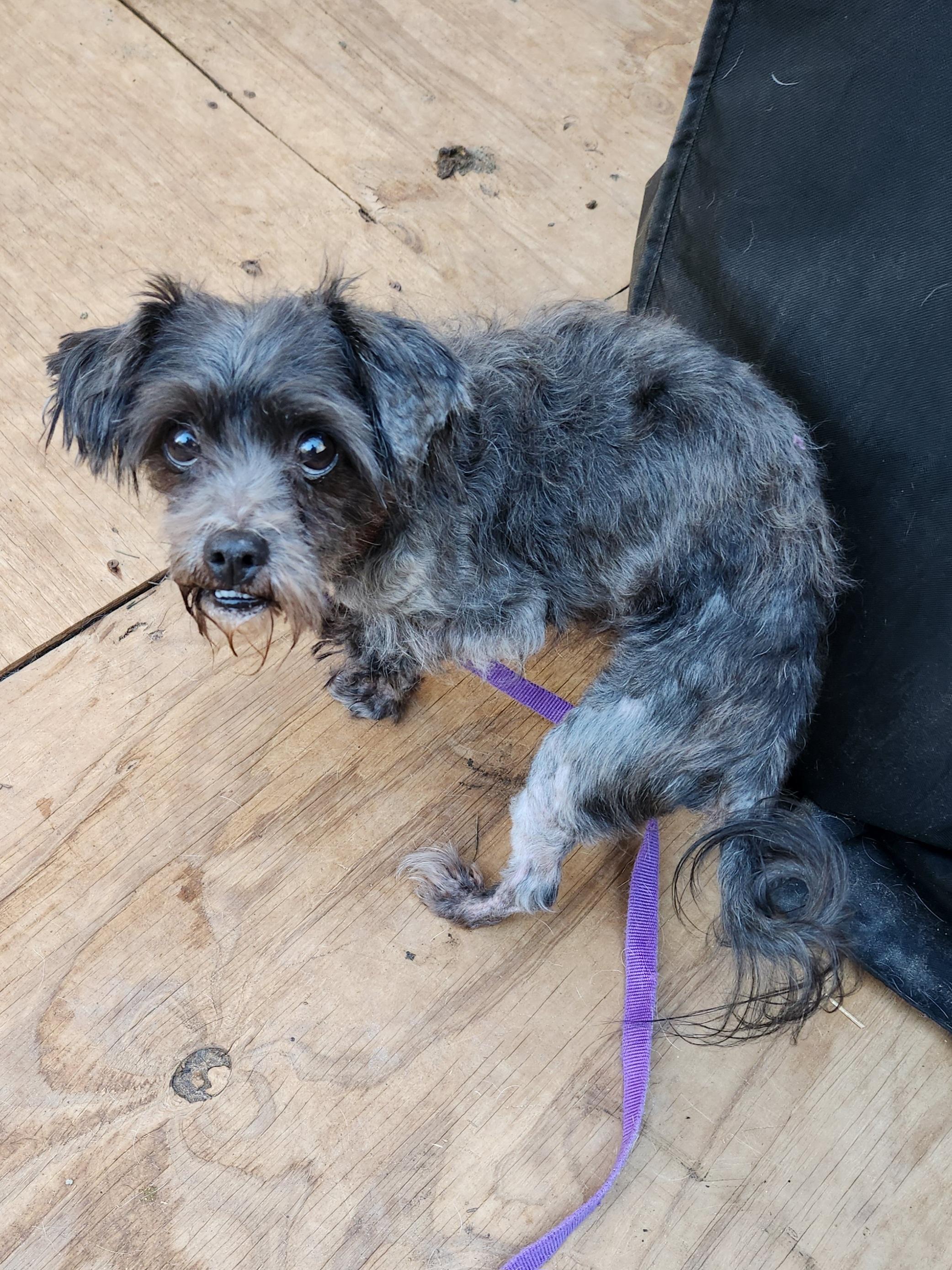 Enlarge CHUCKY, a ADOPTABLE Shih Tzu in Troutman, NC image 5/6