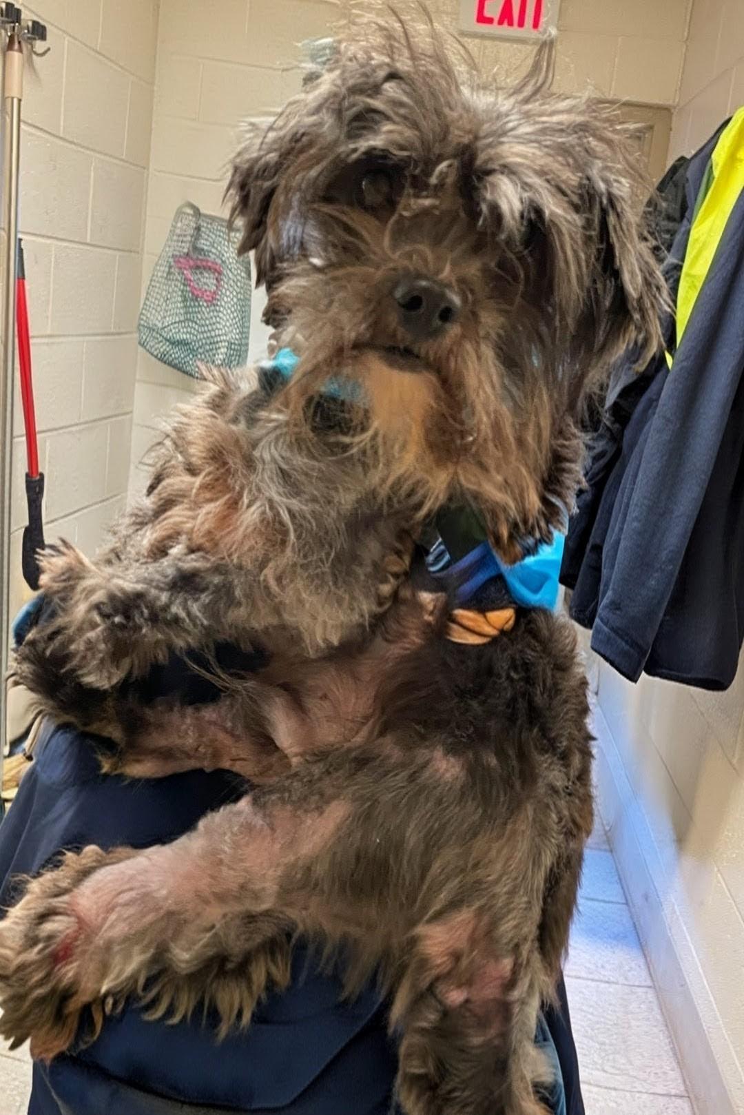 Enlarge CHUCKY, a ADOPTABLE Shih Tzu in Troutman, NC image 6/6