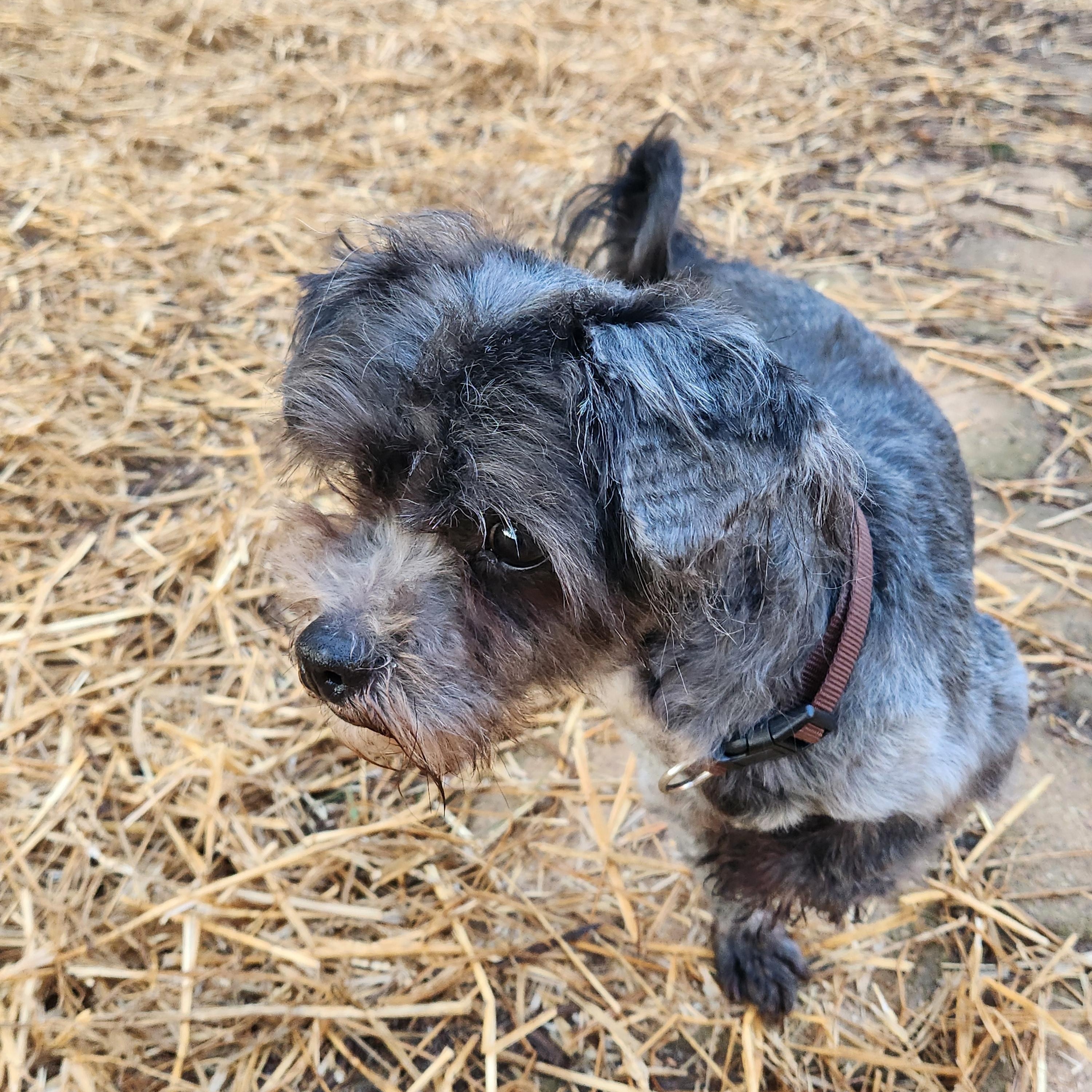 Enlarge CHUCKY, a ADOPTABLE mixed breed in Troutman, NC image 3/5