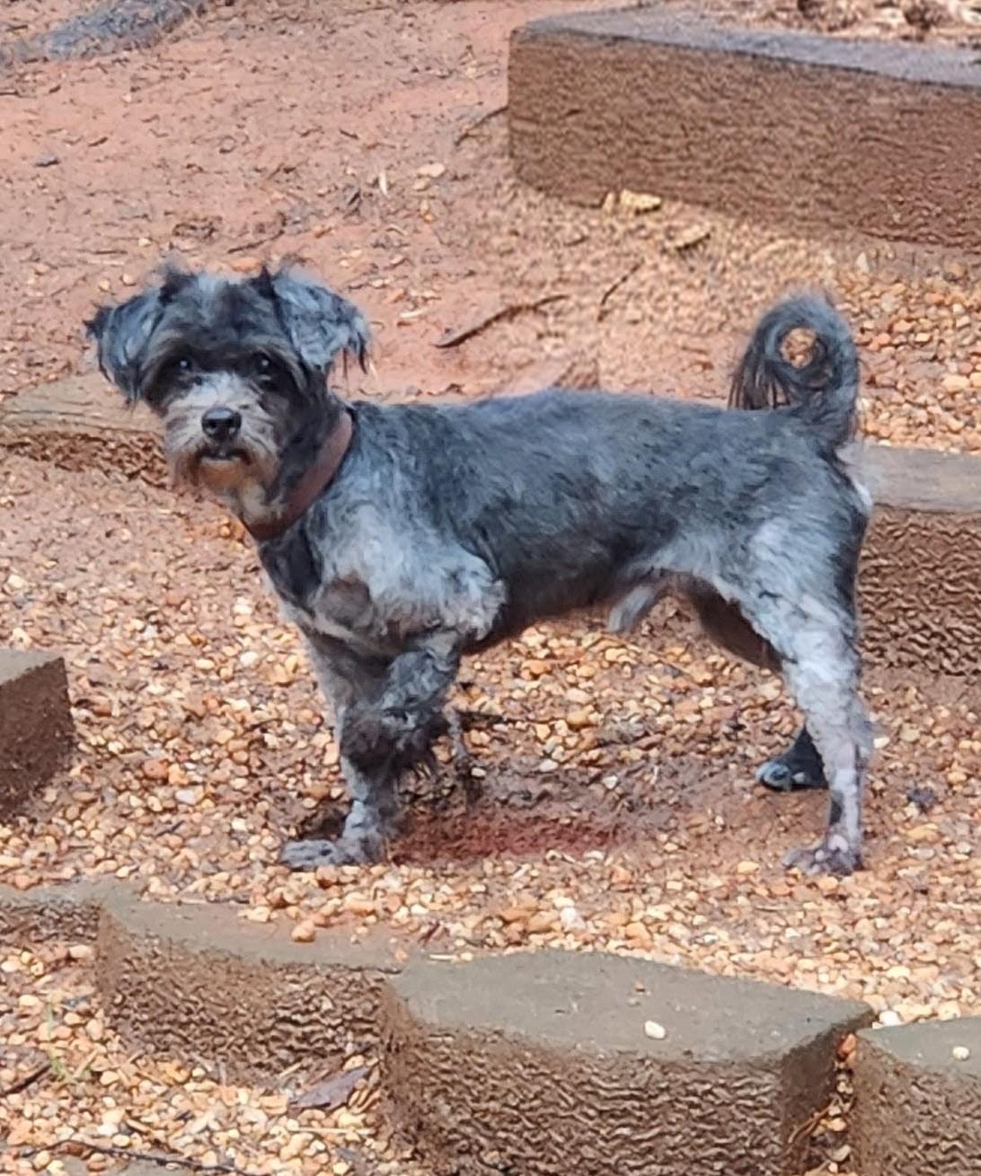 Enlarge CHUCKY, a ADOPTABLE mixed breed in Troutman, NC image 2/5