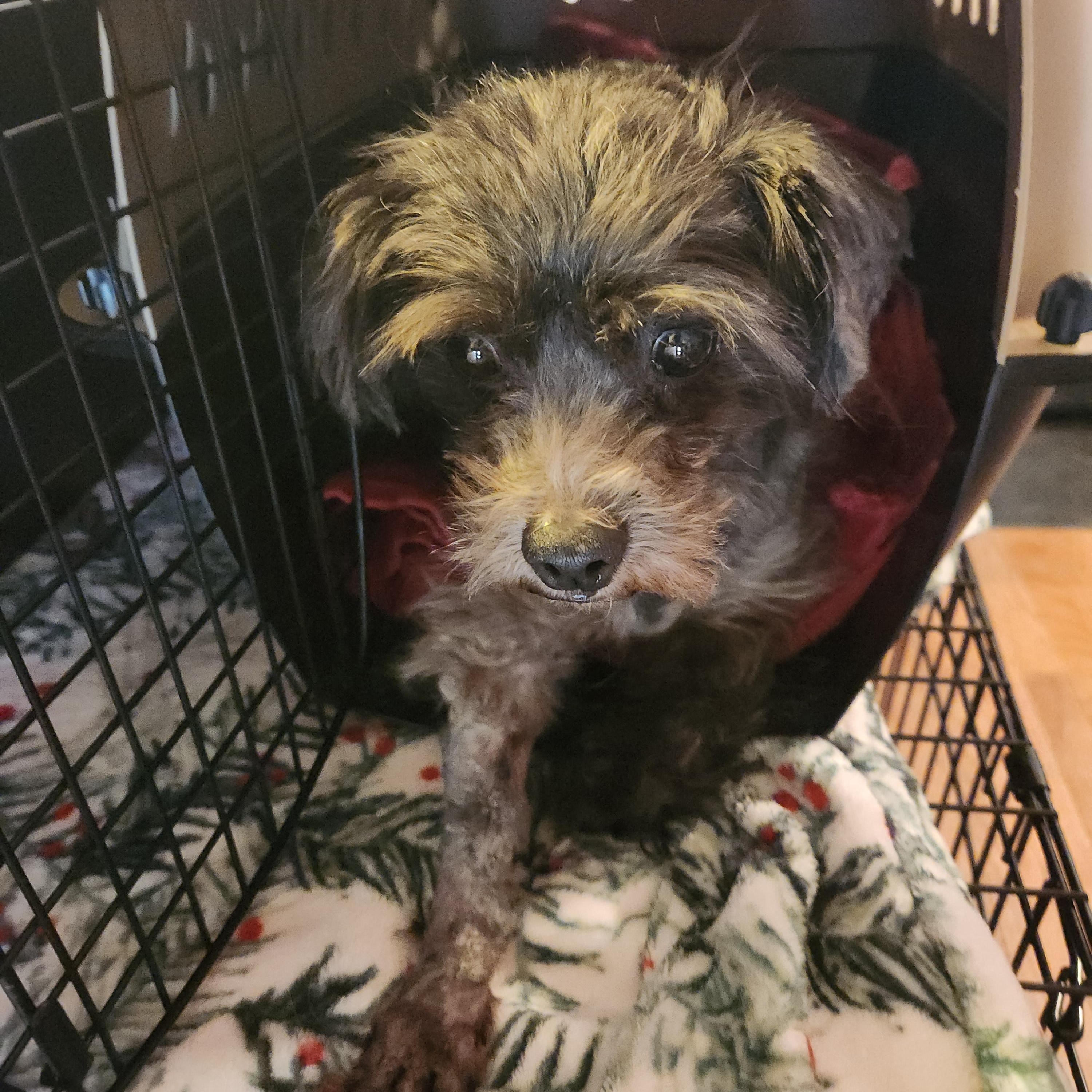 Enlarge CHUCKY, a ADOPTABLE Shih Tzu in Troutman, NC image 3/6