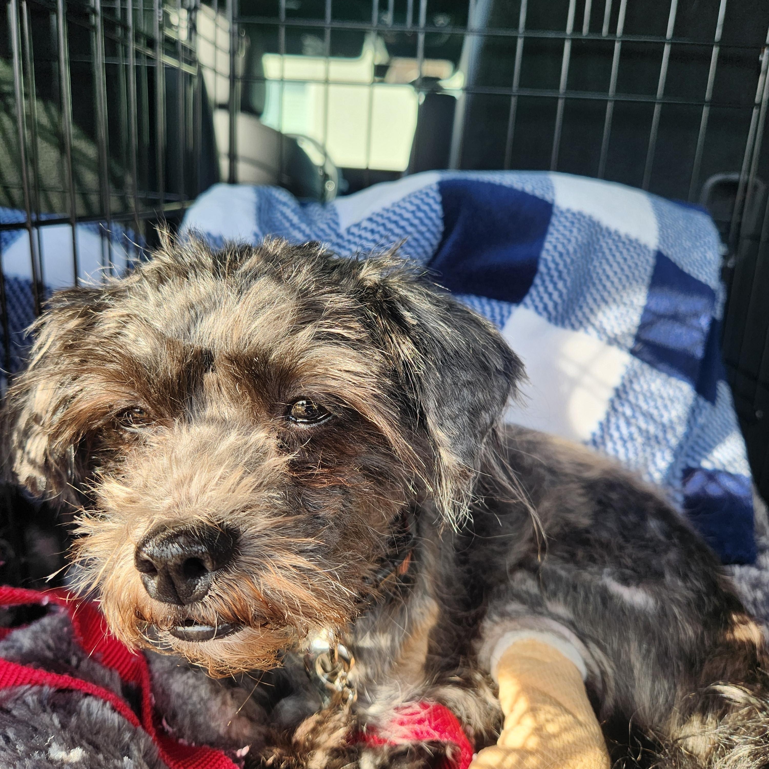 Enlarge CHUCKY, a ADOPTABLE Shih Tzu in Troutman, NC image 4/6