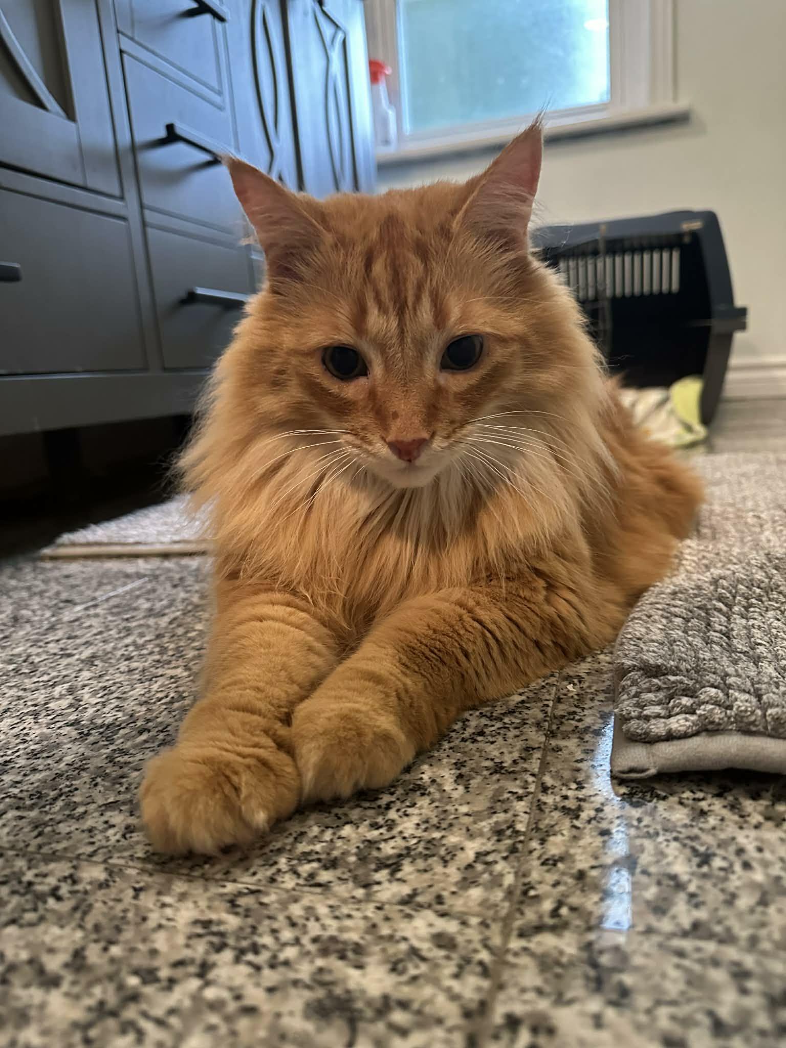 Lewis, an adopted Domestic Long Hair in Shakespeare, ON image 4/6