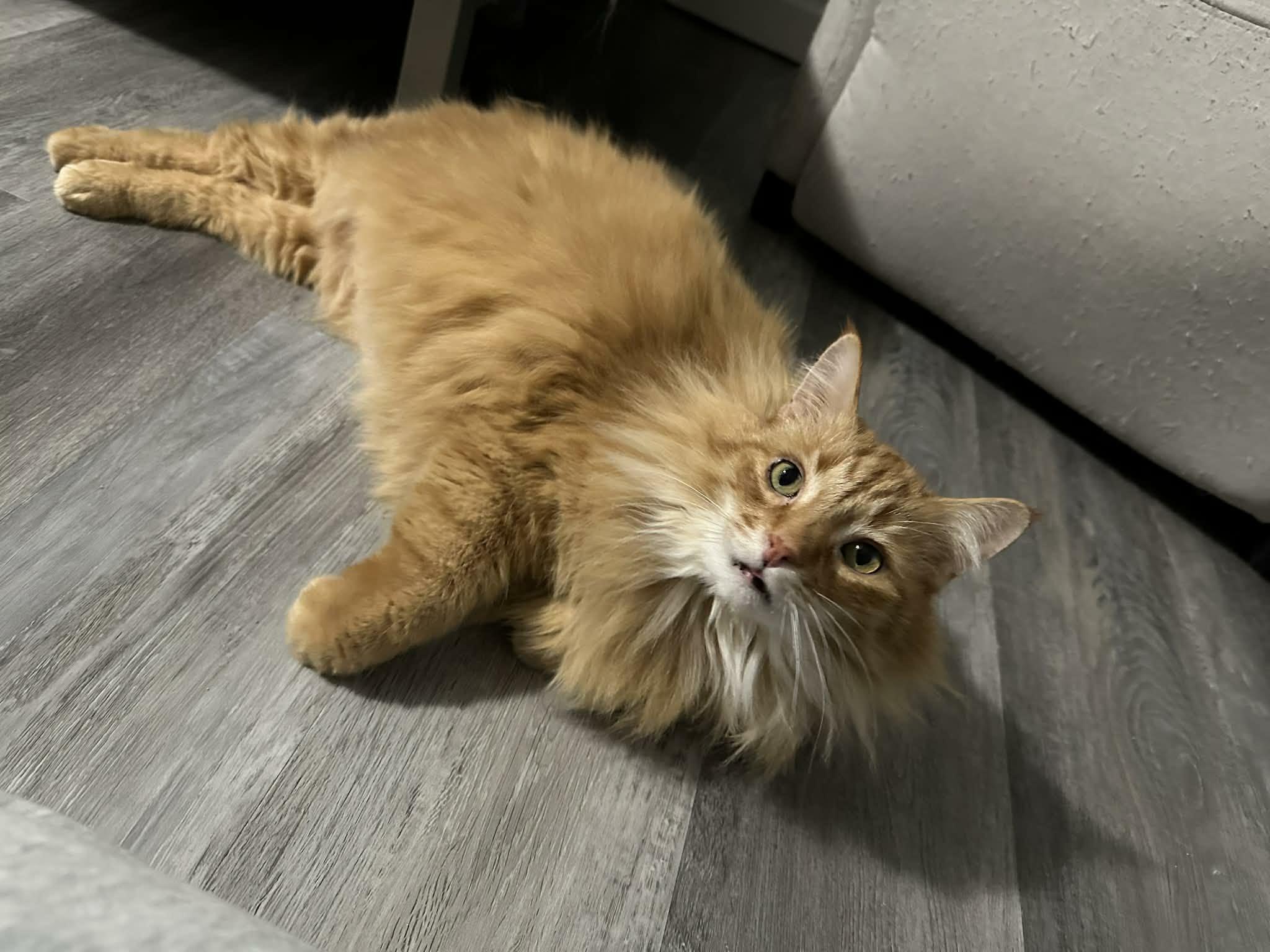 Lewis, an adopted Domestic Long Hair in Shakespeare, ON image 2/6