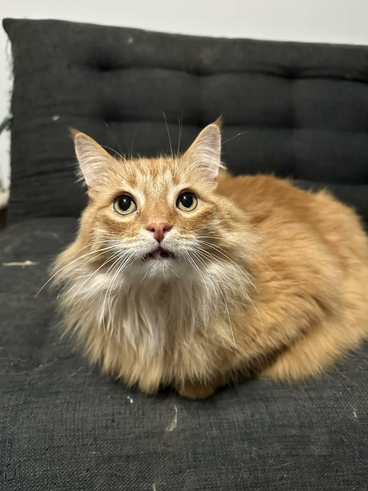 Lewis, an adopted Domestic Long Hair in Shakespeare, ON image 6/6