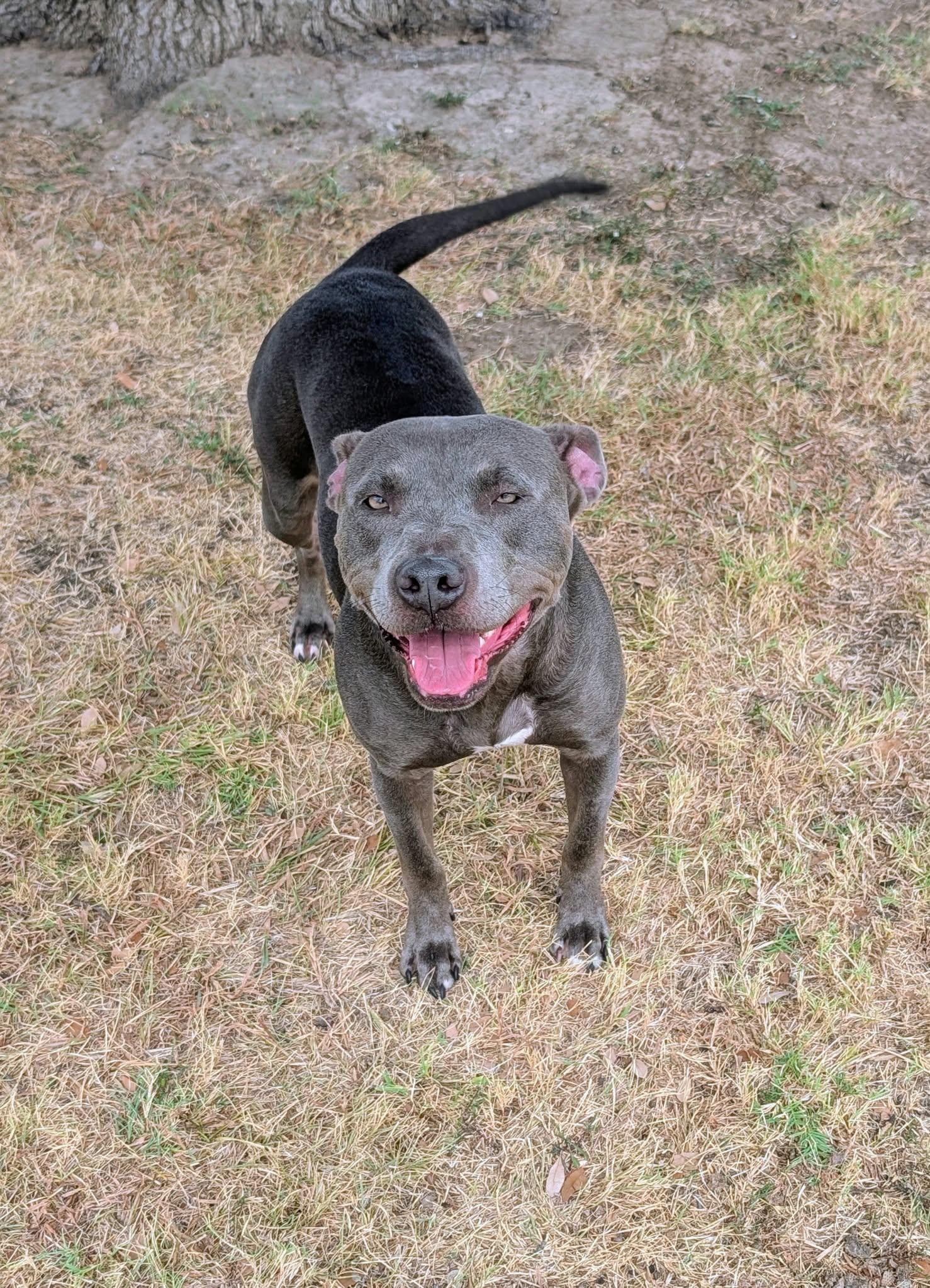 Enlarge Lucille, a Adopted mixed breed in Cleburne, TX image 2/3