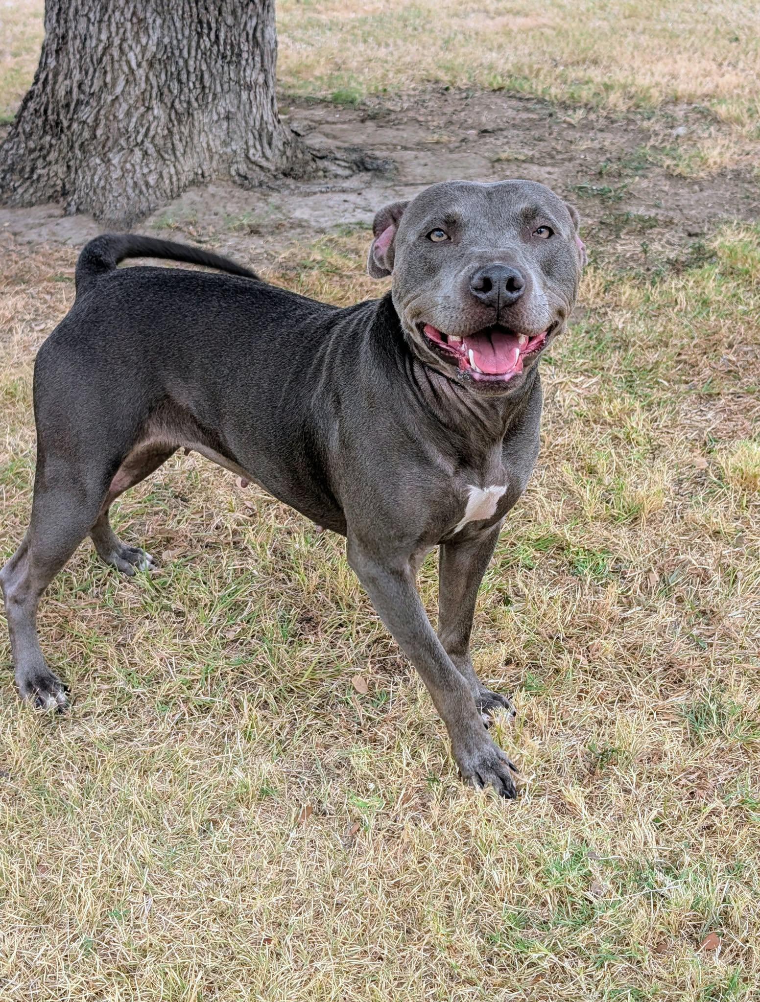 Enlarge Lucille, a Adopted mixed breed in Cleburne, TX image 3/3