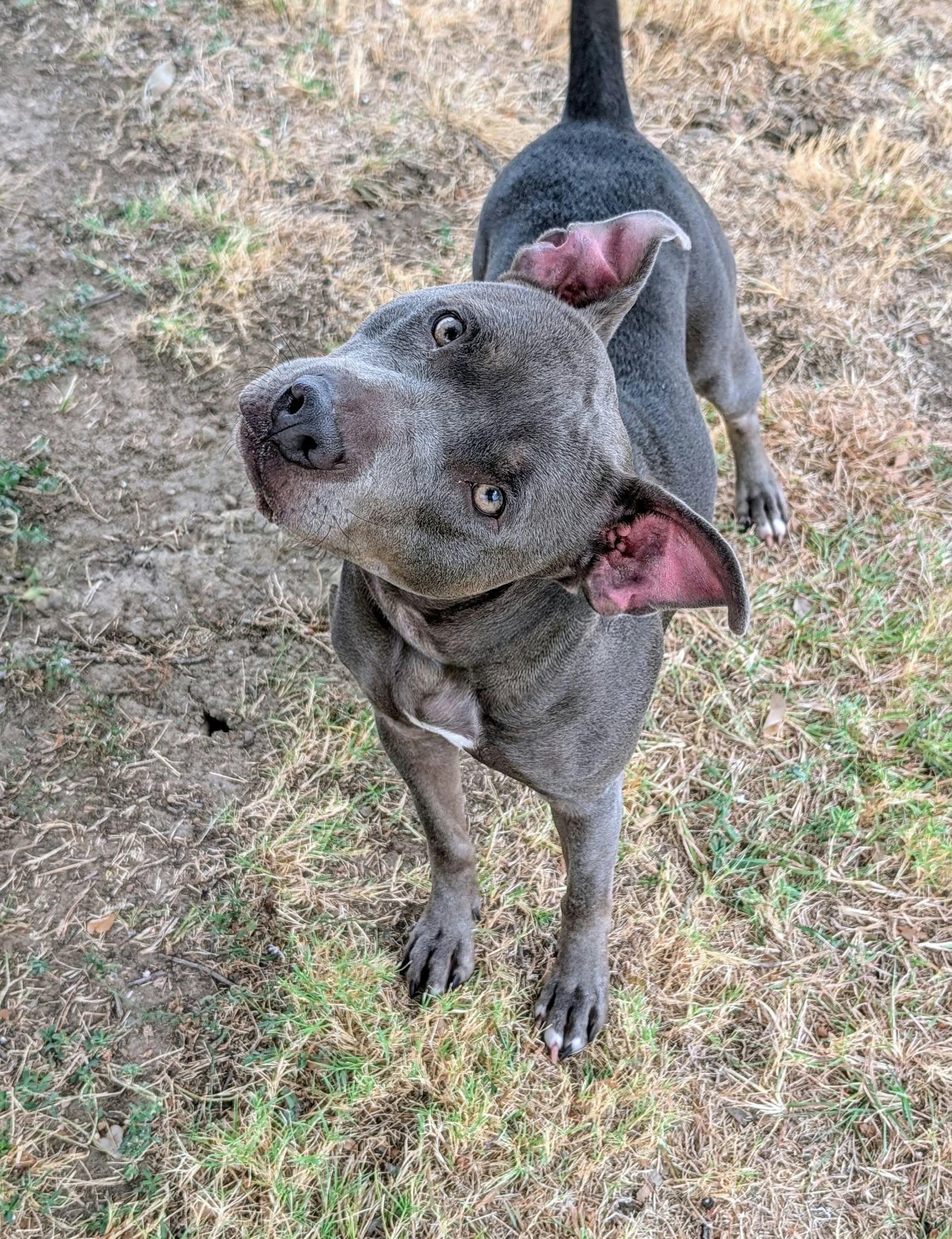 Lucille, Adopted, Adult Female Pit Bull Terrier.