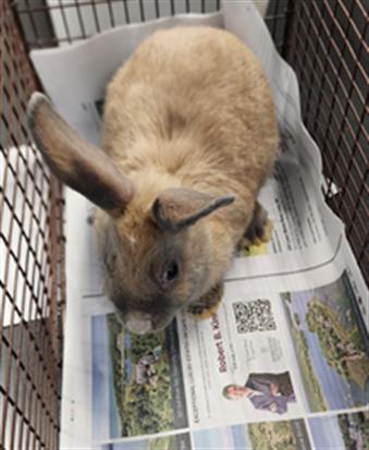 MOUNTAIN, Adoptable, Young Female Hotot.