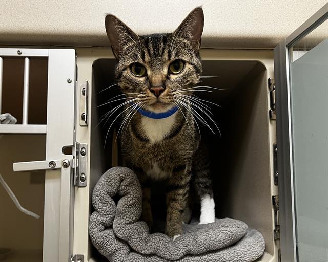 STORMI, Adoptable, Adult Female Domestic Short Hair.