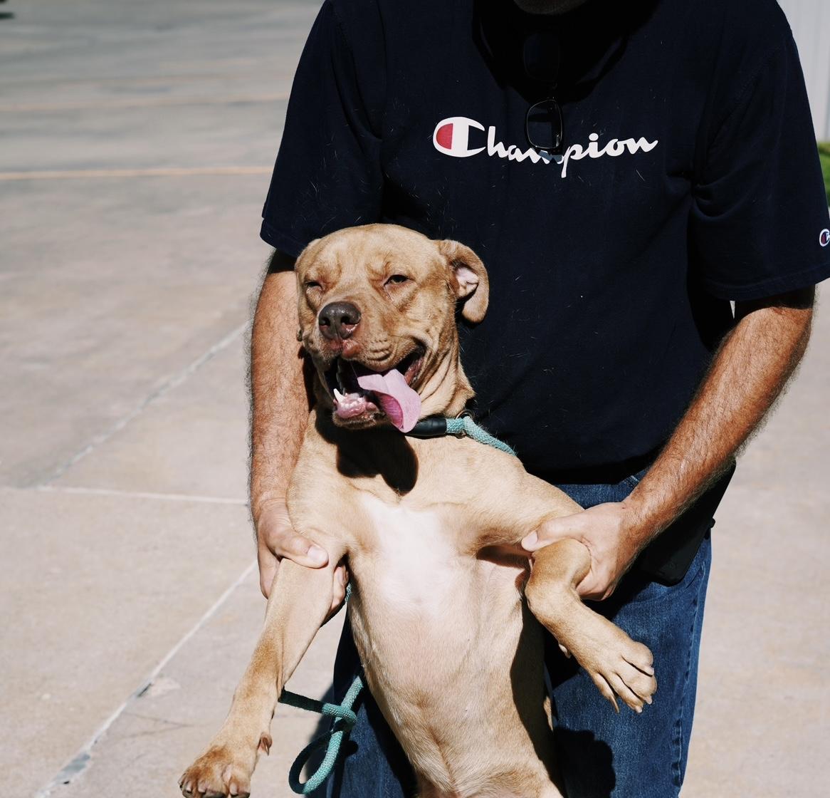 Enlarge Logan, a Adoptable mixed breed in Bixby, OK image 2/2