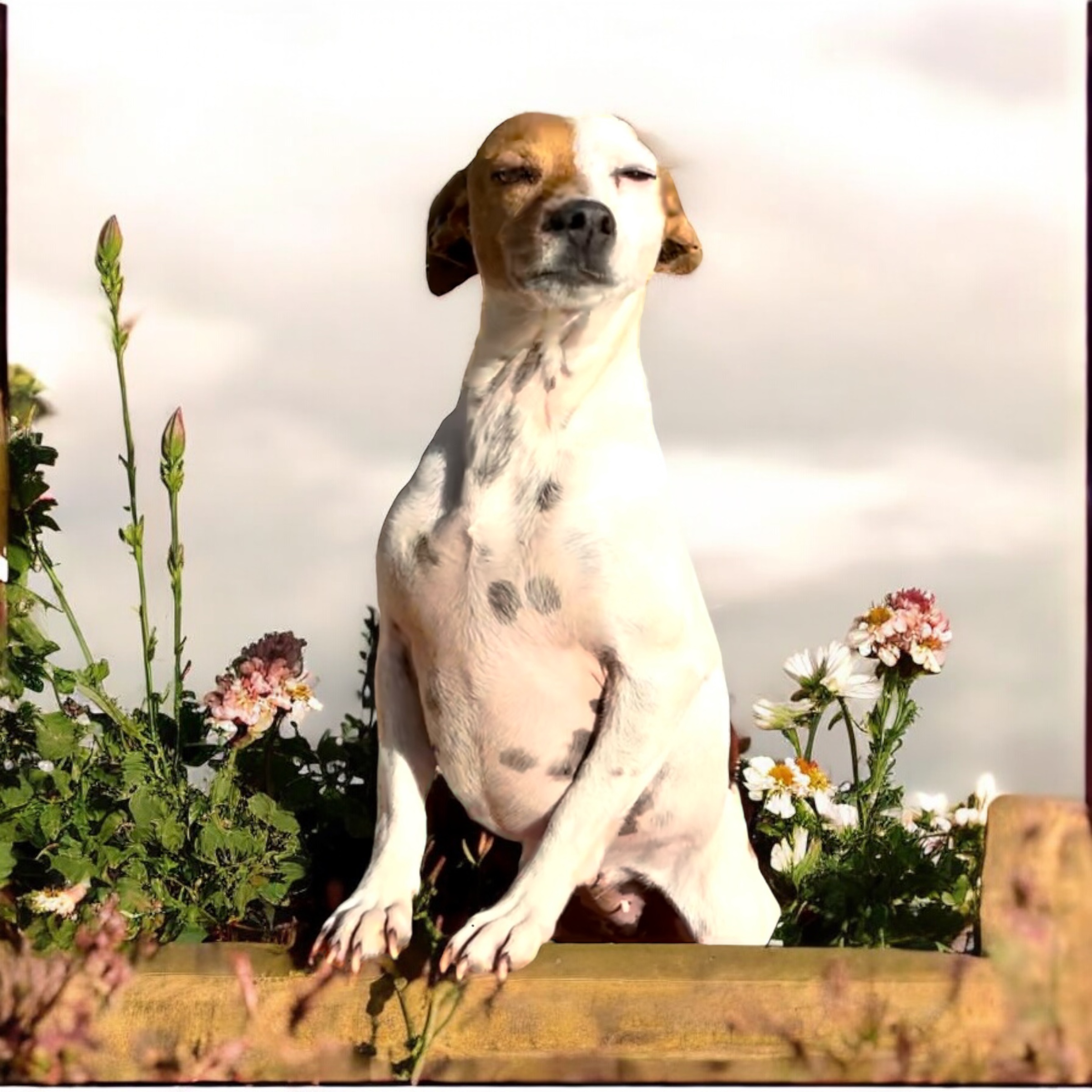 2Face aka Half & Half, a Adoptable Jack Russell Terrier in Athens, TN image 1/5