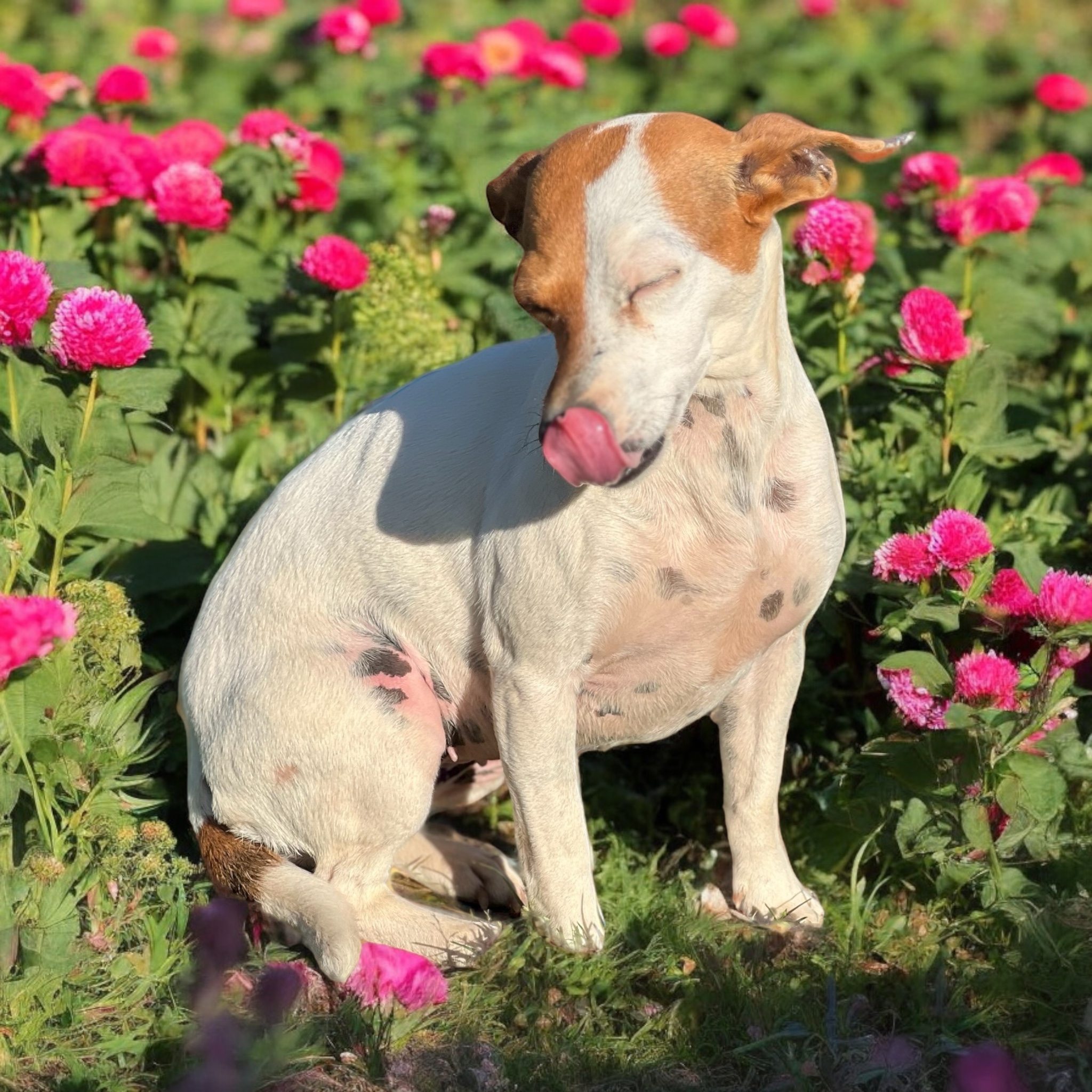 2Face aka Half & Half, a Adoptable Jack Russell Terrier in Athens, TN image 5/5
