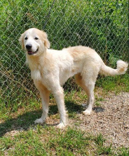 Nora (6777), Adopted, Adult Female Great Pyrenees.