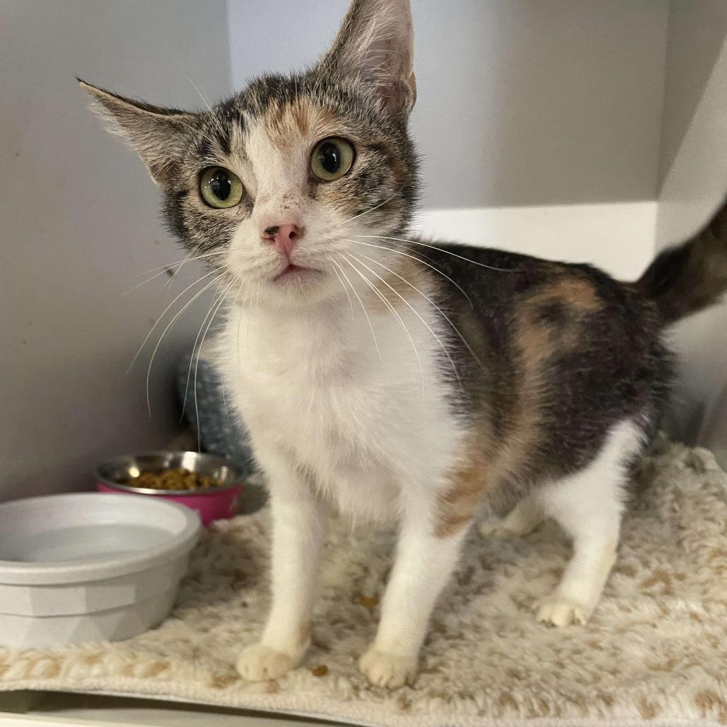 Angie, Adoptable, Adult Female Domestic Short Hair.