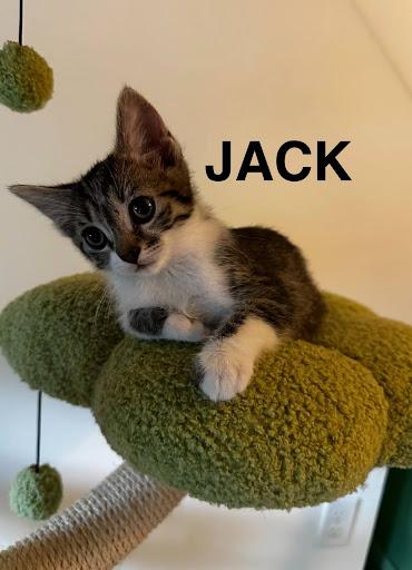 Jack, adoptable, Kitten Male Domestic Medium Hair.