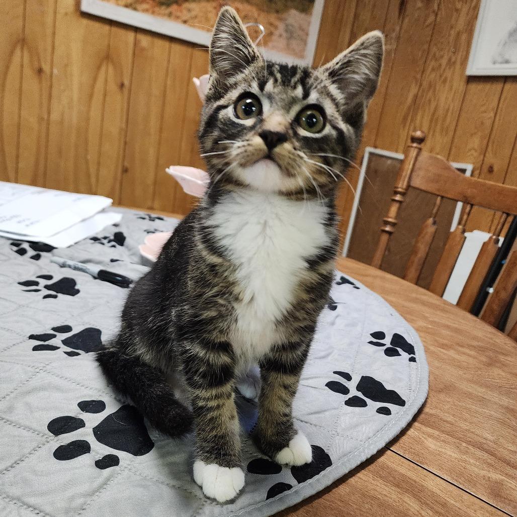 Enlarge TATE, an adopted Domestic Short Hair in Graham, WA image 2/2
