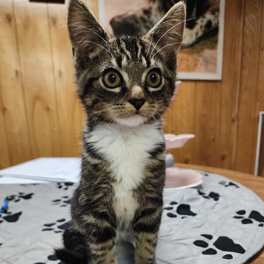 TATE, adopted, Kitten Male Domestic Short Hair.
