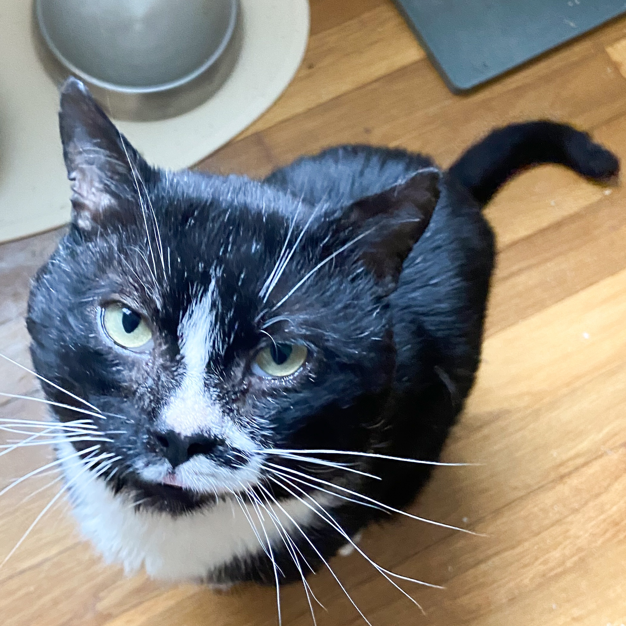 Steve  **Special Needs**, an adoptable Domestic Short Hair in FITCHBURG, MA, 01420 | Photo Image 3