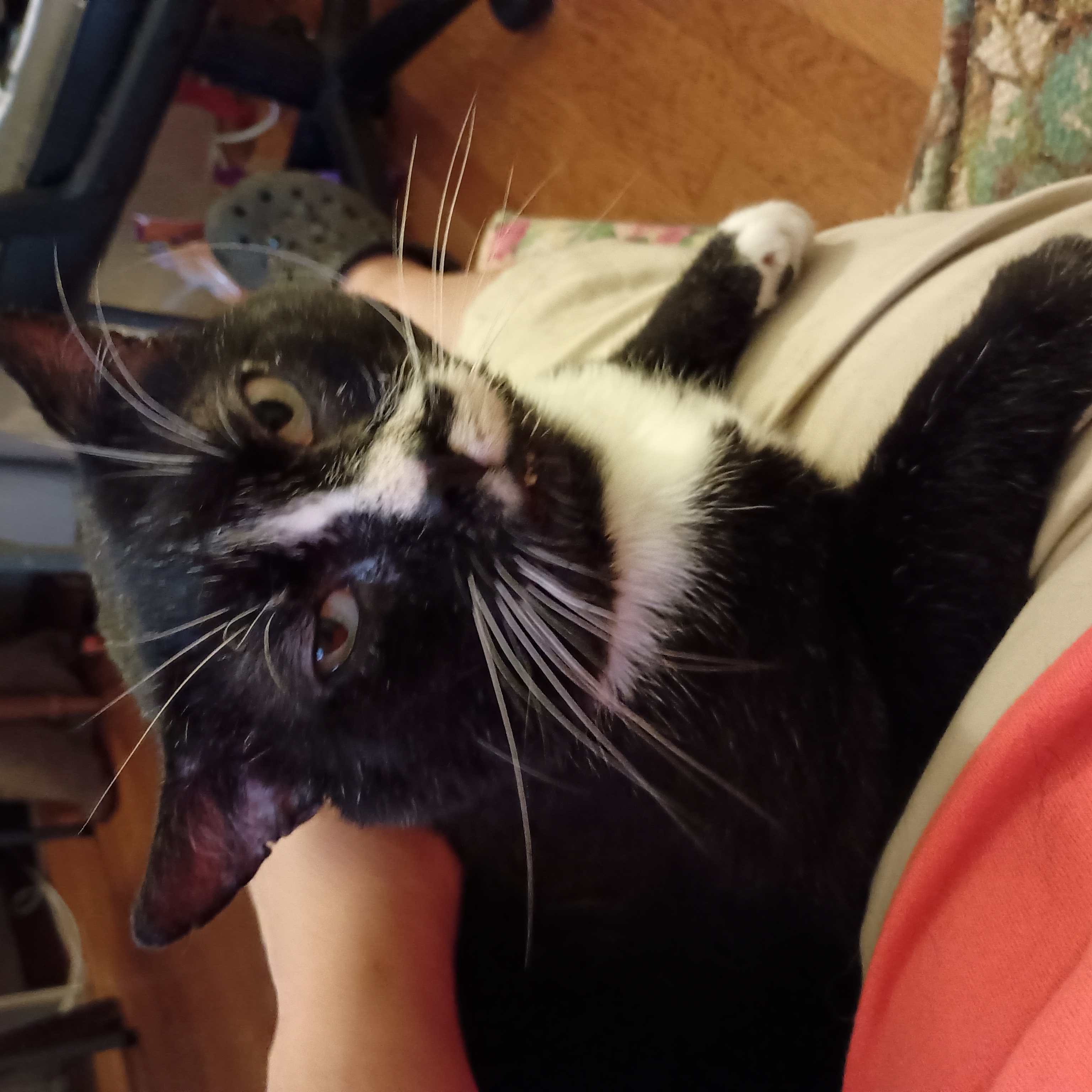 Steve  **Special Needs**, an adoptable Domestic Short Hair in FITCHBURG, MA, 01420 | Photo Image 2