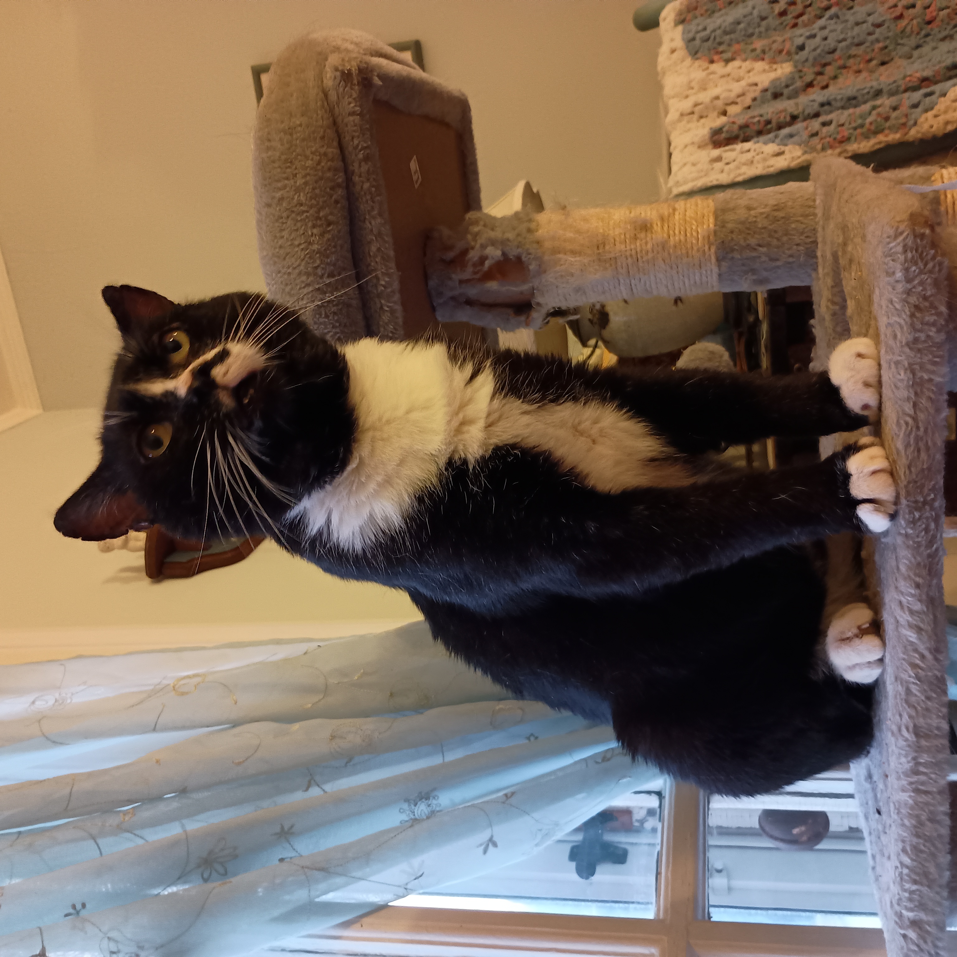Steve  **Special Needs**, an adoptable Domestic Short Hair in FITCHBURG, MA, 01420 | Photo Image 6