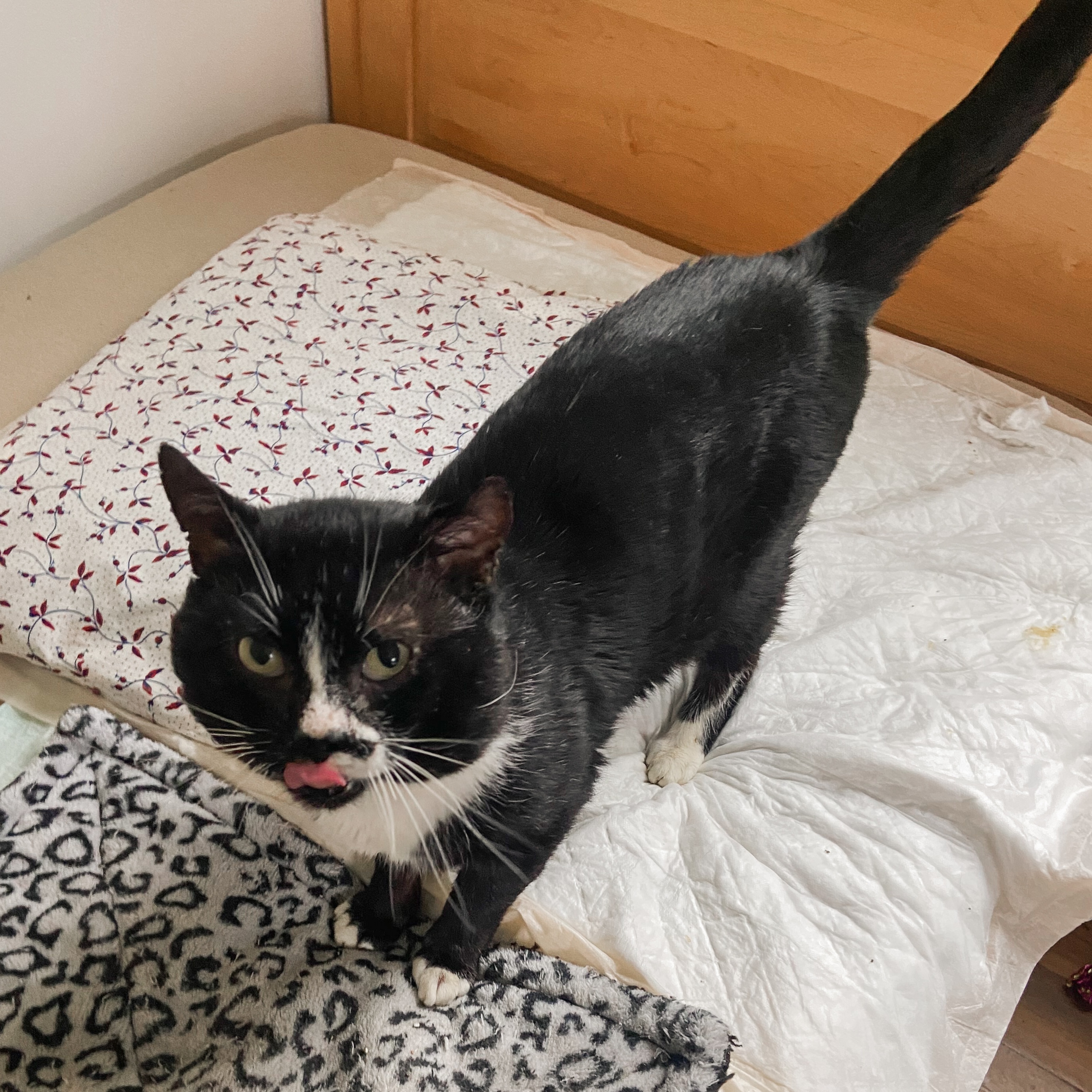Steve  **Special Needs**, an adoptable Domestic Short Hair in FITCHBURG, MA, 01420 | Photo Image 4