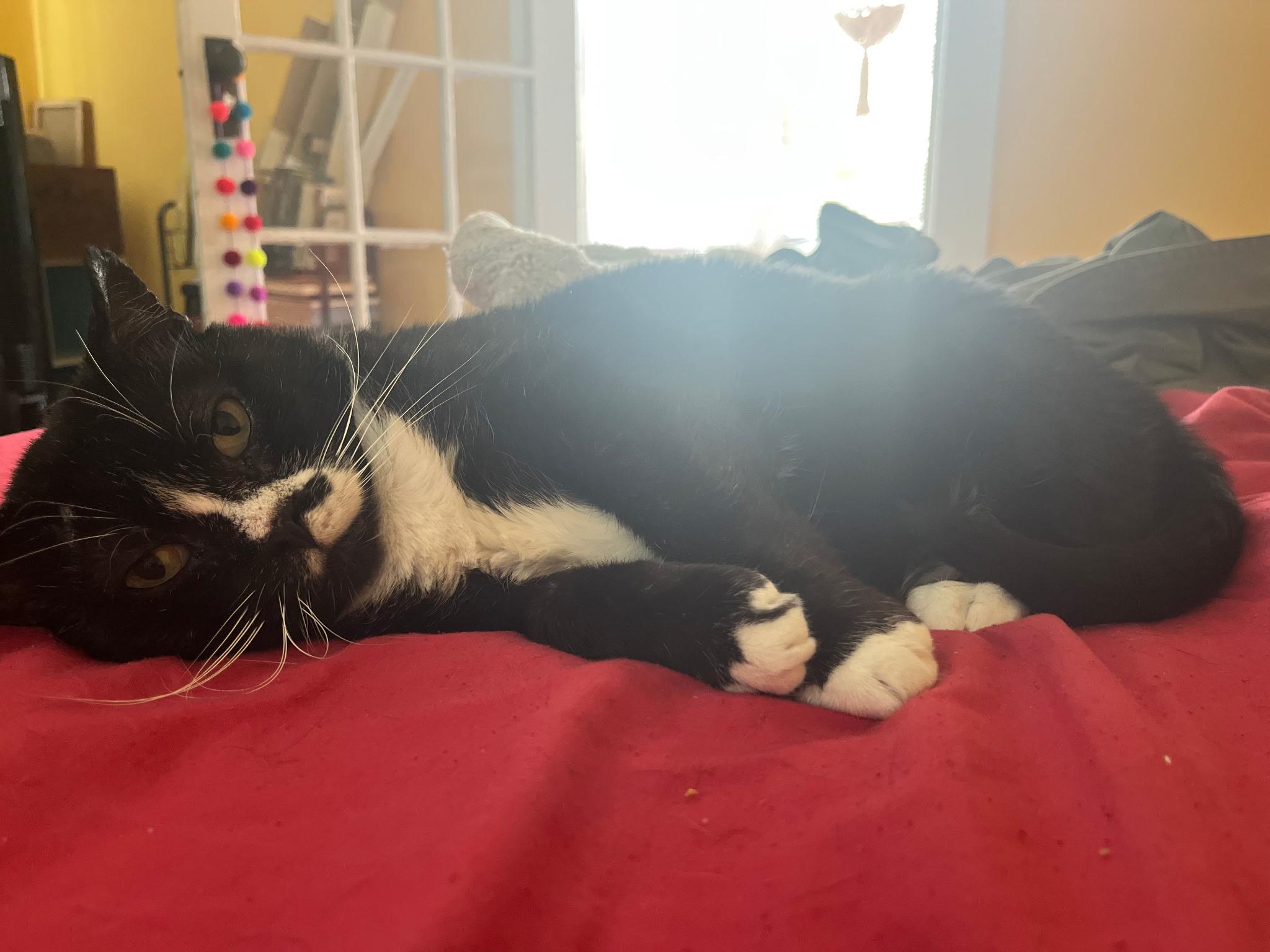 Steve  **Special Needs**, an adoptable Domestic Short Hair in FITCHBURG, MA, 01420 | Photo Image 1