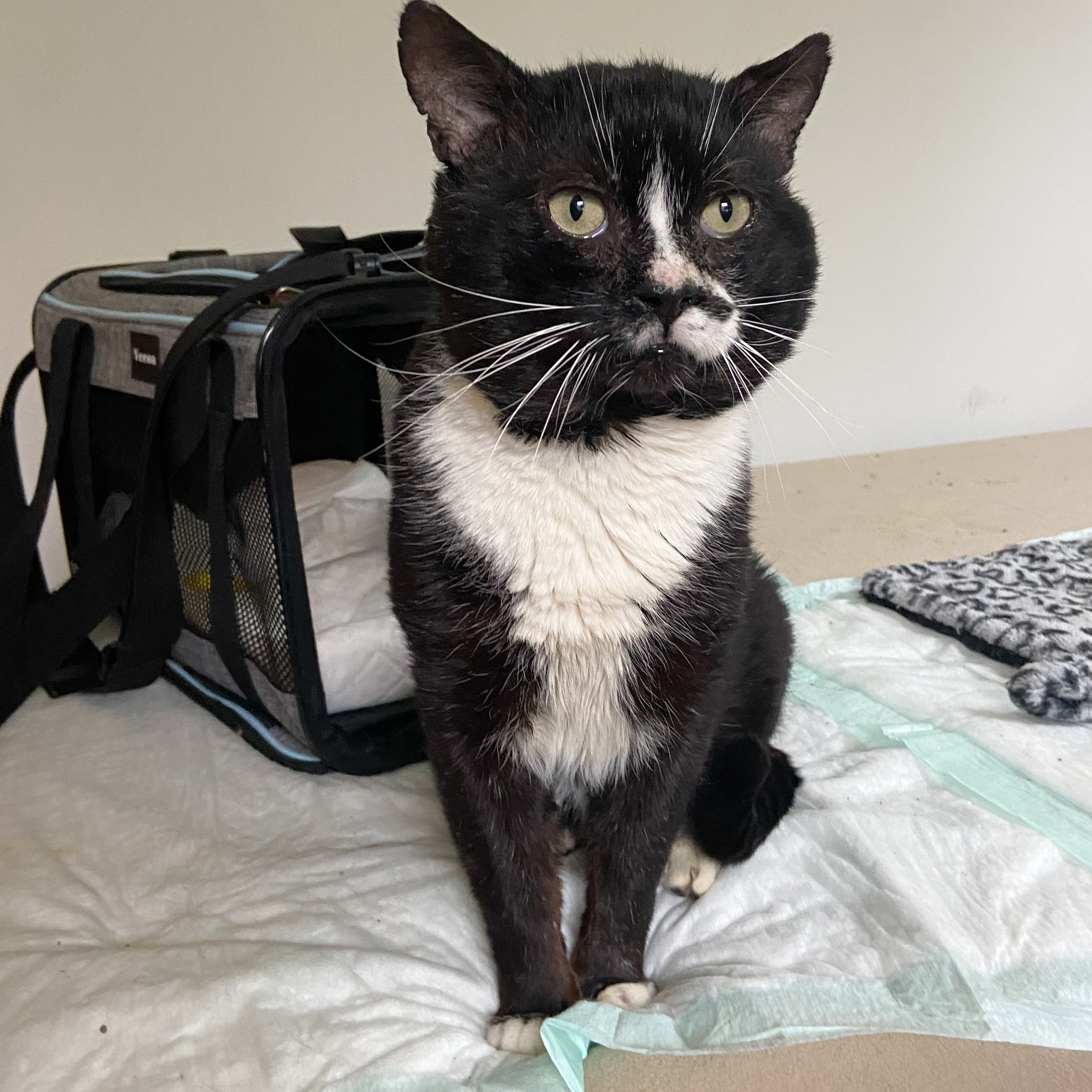 Steve  **Special Needs**, an adoptable Domestic Short Hair in FITCHBURG, MA, 01420 | Photo Image 5