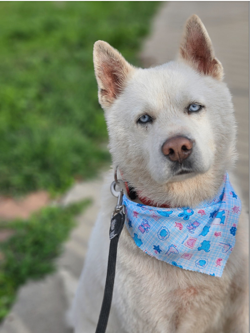 Dog for adoption Ted, a Husky in Calabasas, CA Petfinder