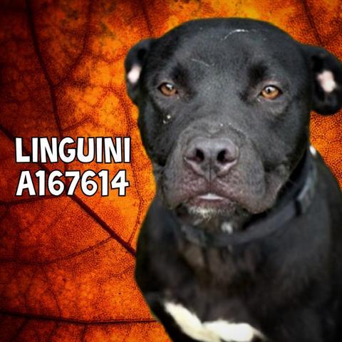 Enlarge LINGUINI, a Adoptable Pit Bull Terrier in Tulsa, OK image 1/1