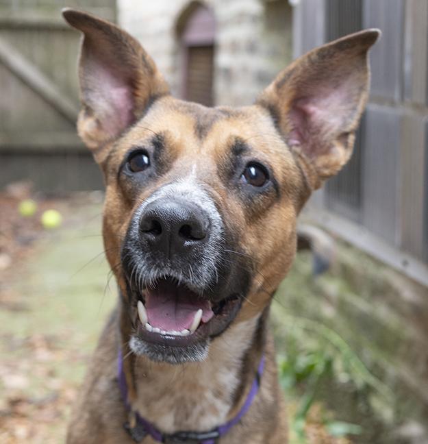 Aiko, a Adoptable mixed breed in Chicago, IL image 2/6