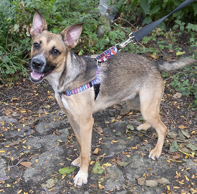 Aiko, a Adoptable mixed breed in Chicago, IL image 4/6