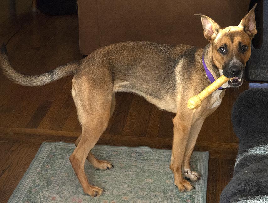 Aiko, a Adoptable mixed breed in Chicago, IL image 5/6