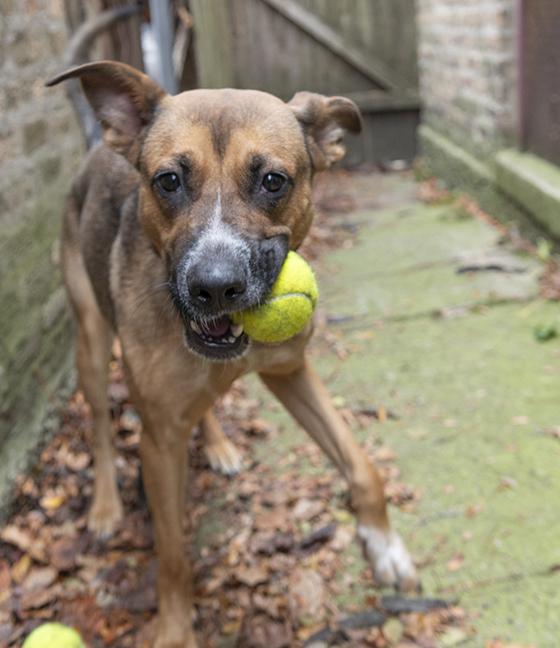 Aiko, a Adoptable mixed breed in Chicago, IL image 6/6