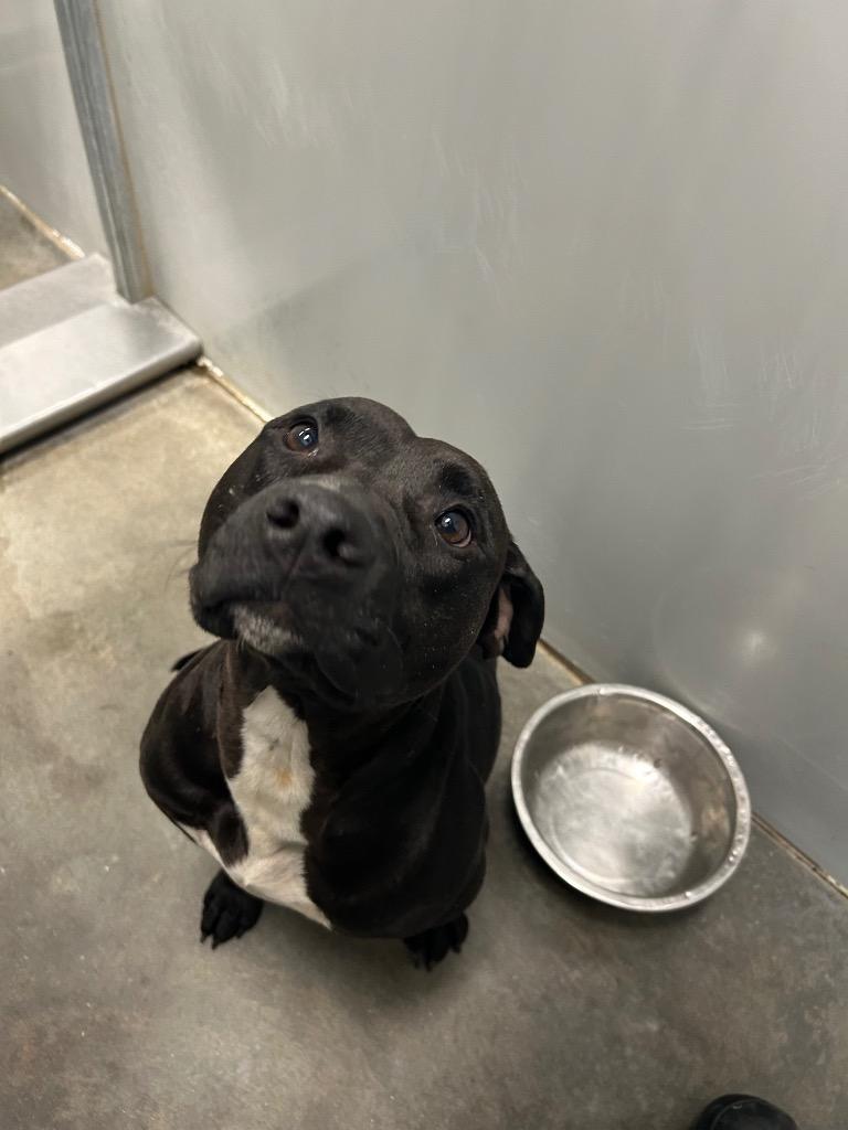2025-05-062 *Caspian*, Adoptable, Adult Male Pit Bull Terrier.