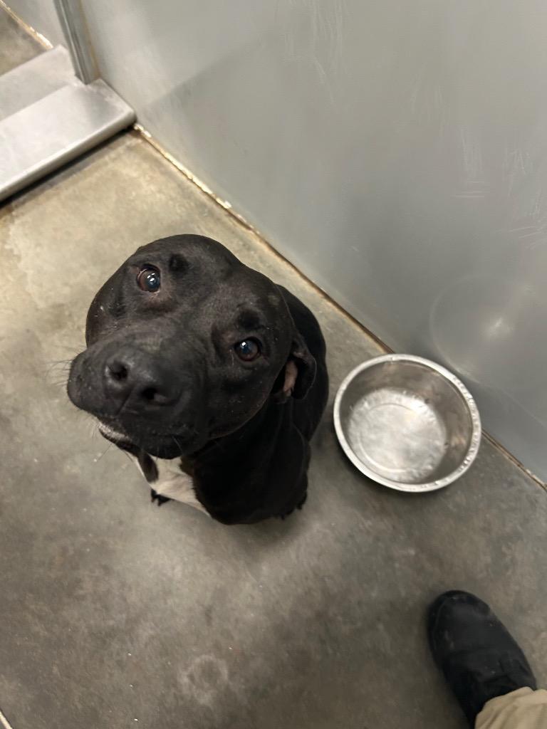 2025-05-062 *Caspian*, a Adoptable Pit Bull Terrier in Winder, GA image 2/3