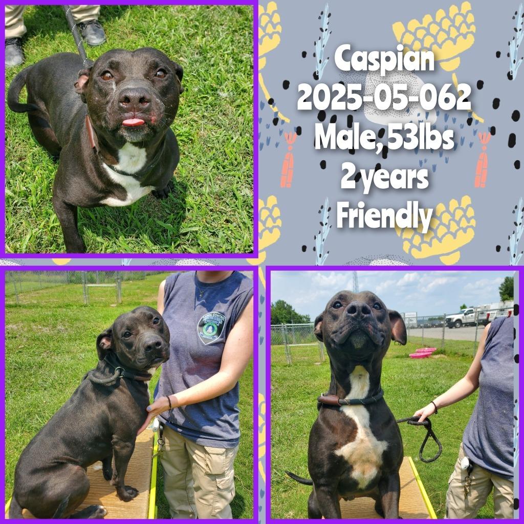 2025-05-062 *Caspian*, a Adoptable Pit Bull Terrier in Winder, GA image 3/3
