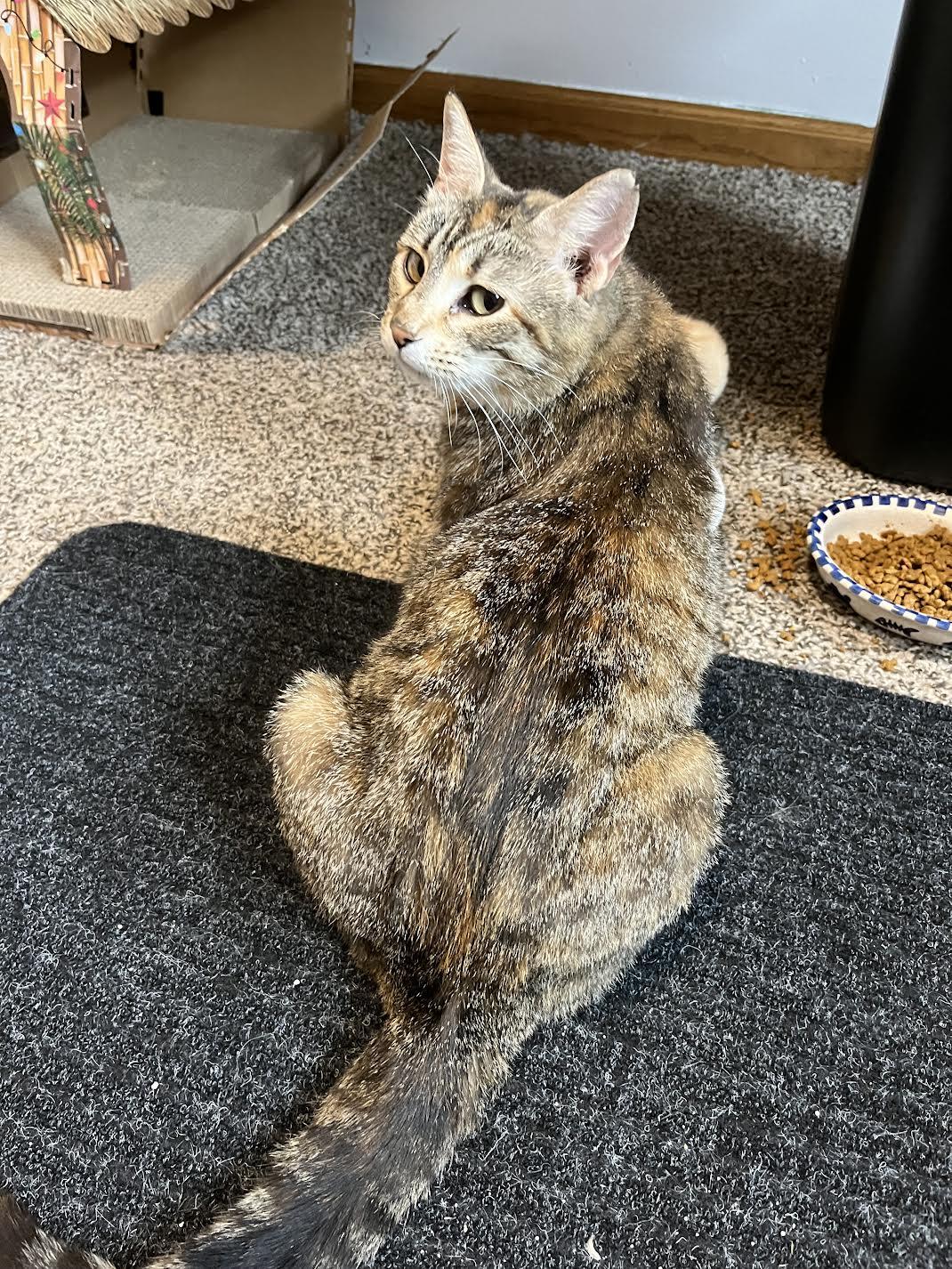 Eva, Adoptable, Adult Female Domestic Short Hair.