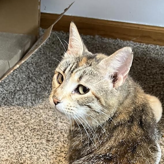 Eva, a Adoptable Domestic Short Hair in Plymouth, MN image 2/2