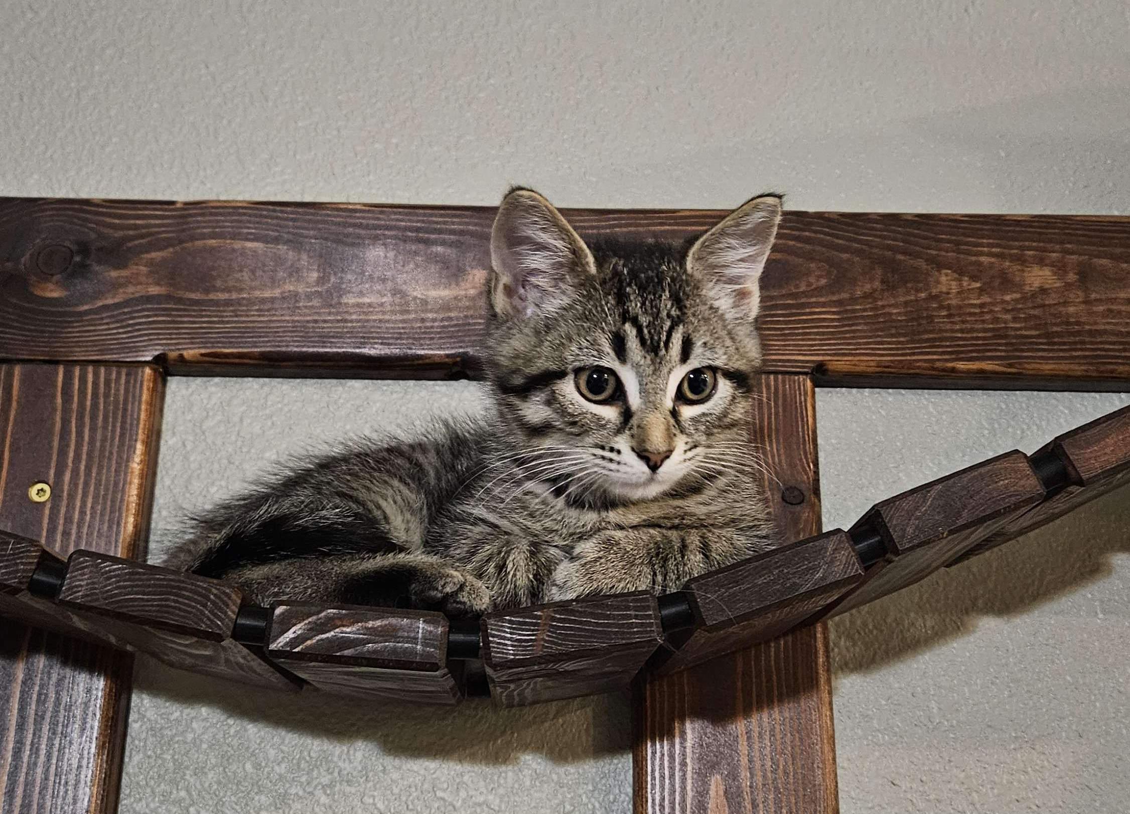 Grant, Adopted, Kitten Male Domestic Short Hair.