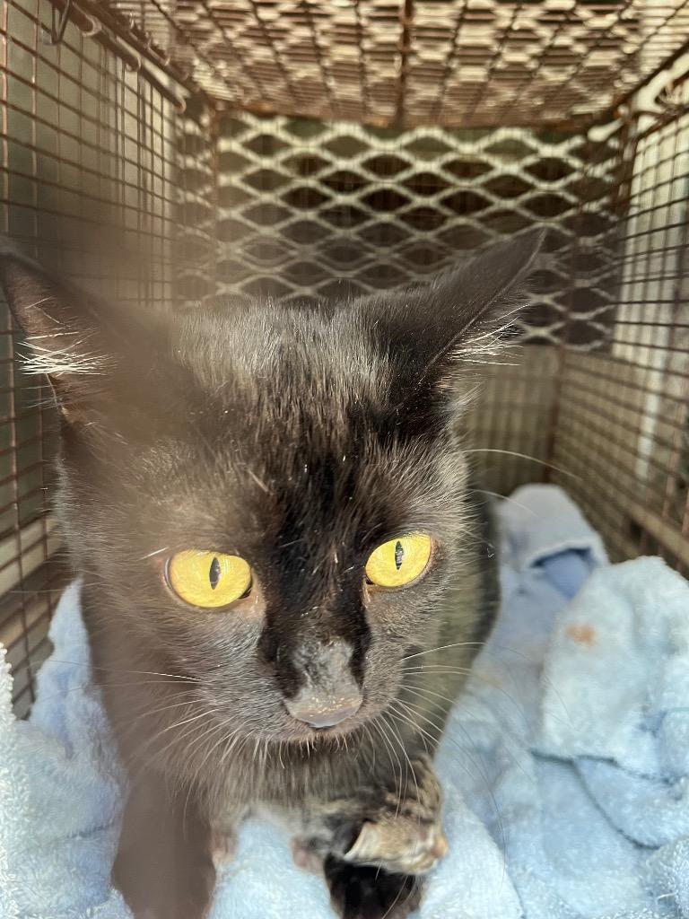 Enlarge Gabby, a Adoptable mixed breed in New Braunfels, TX image 1/1