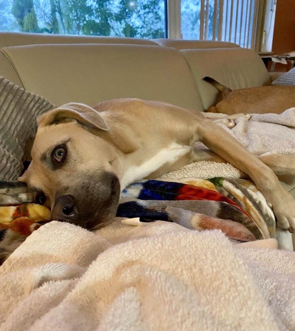 Enlarge IRIS - FOSTER OR ADOPTER NEEDED, a Adoptable mixed breed in Largo, FL image 6/6