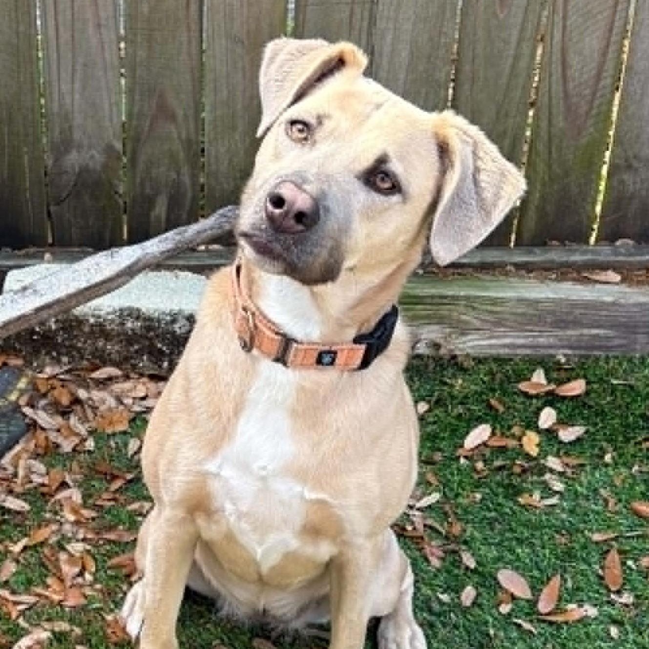IRIS - FOSTER OR ADOPTER NEEDED, Adoptable, Adult Female Australian Cattle Dog / Blue Heeler.