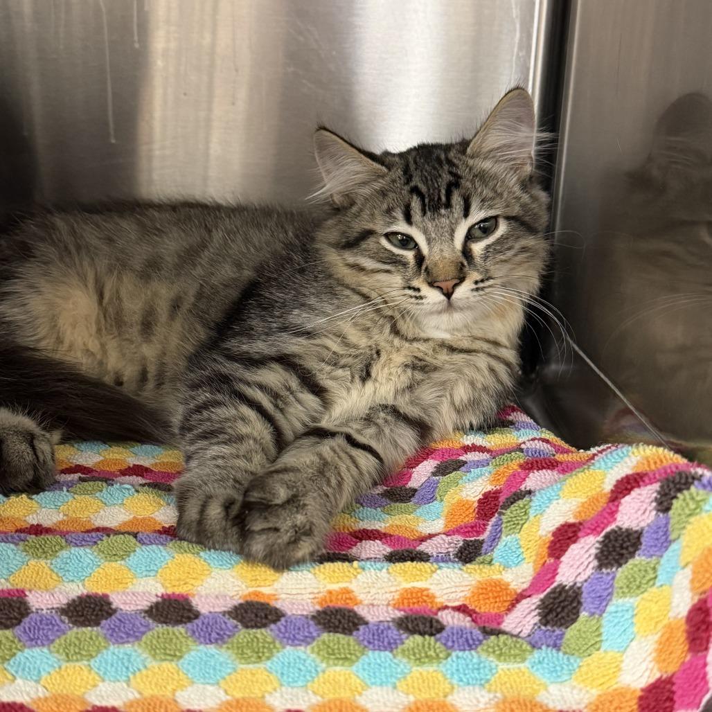 Prada, Adoptable, Kitten Female Domestic Medium Hair & Maine Coon.