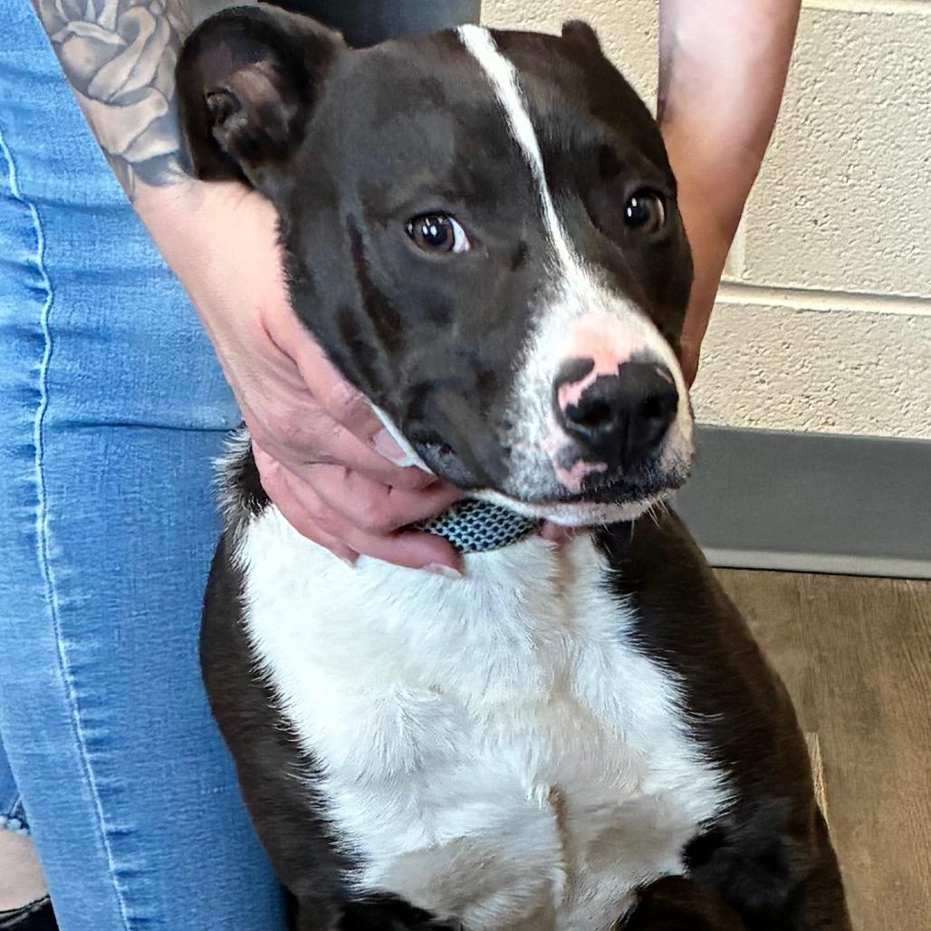 Enlarge Bojangles, a Adoptable Mixed Breed in Danville, KY image 3/3