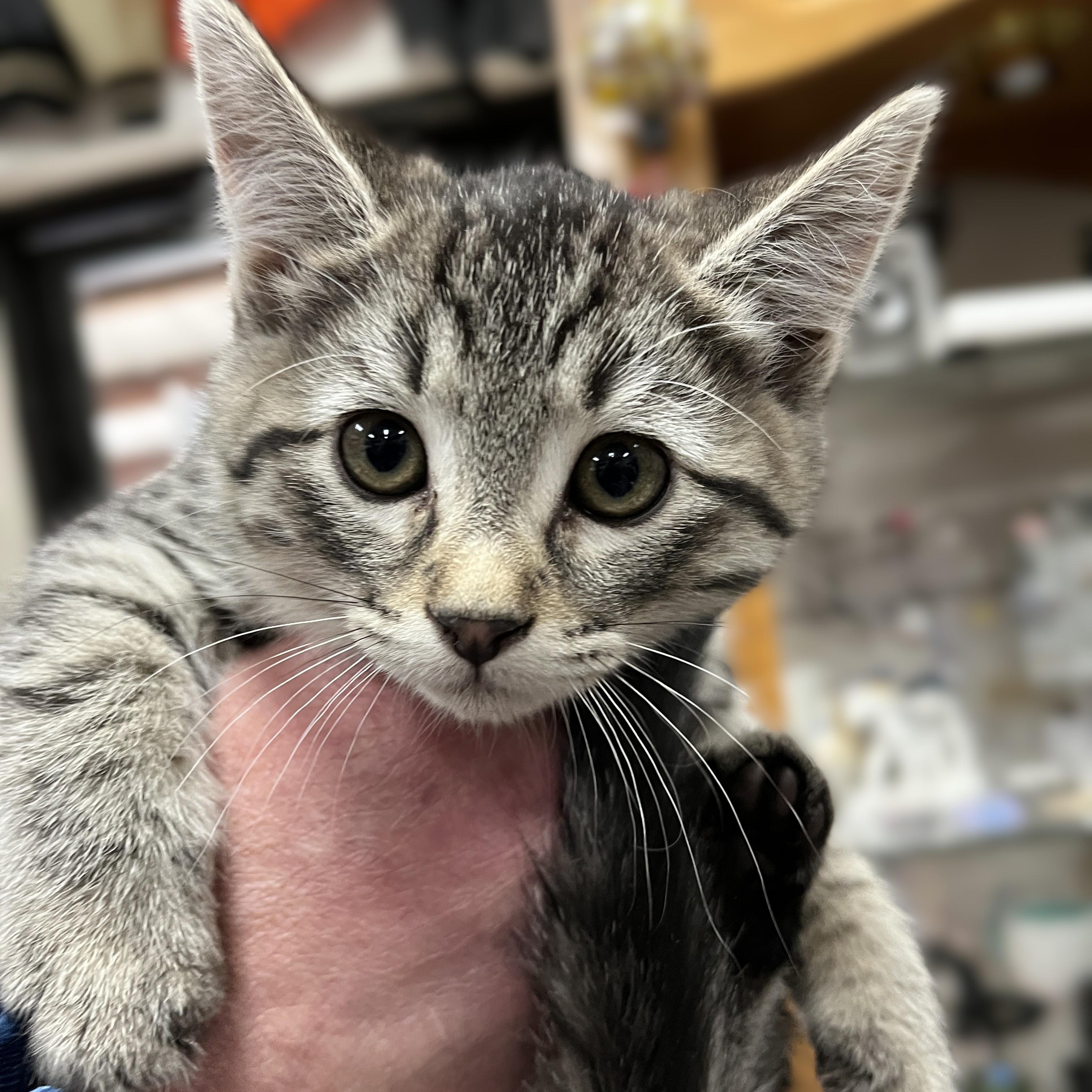 Savannah, Adoptable, Kitten Female Domestic Short Hair.