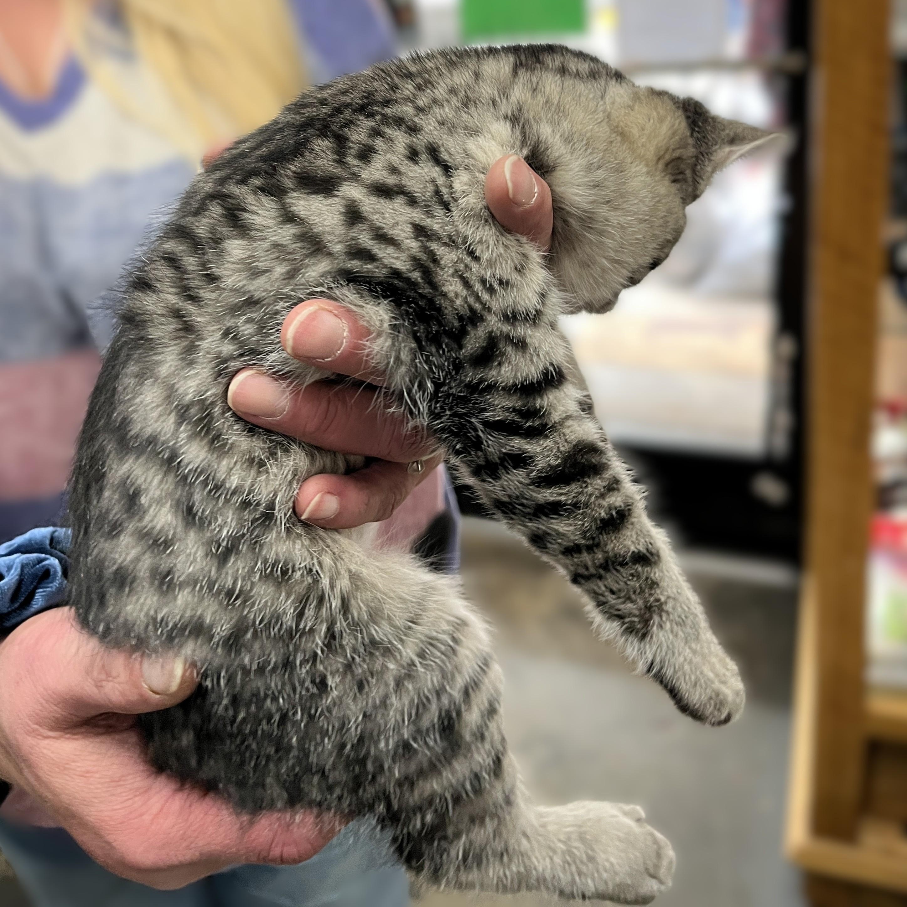 Savannah, a Adoptable Domestic Short Hair in Shingletown, CA image 2/3