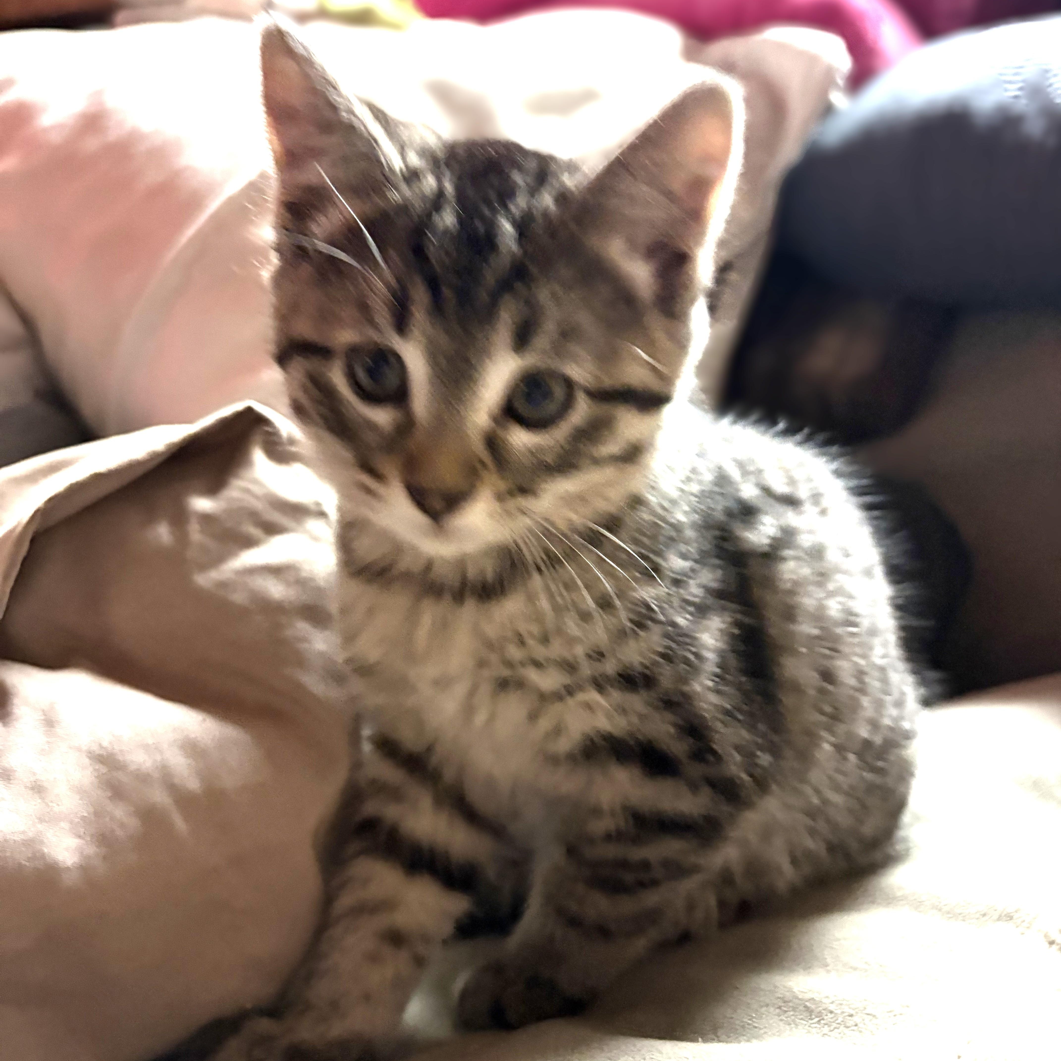 Savannah, a Adoptable Domestic Short Hair in Shingletown, CA image 3/3