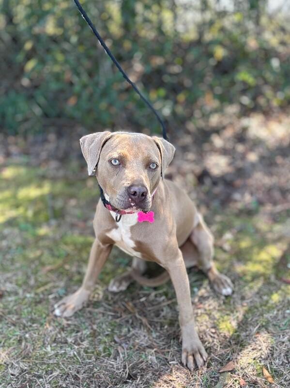 Enlarge Sofia, a Adoptable mixed breed in Berkeley Heights, NJ image 1/6