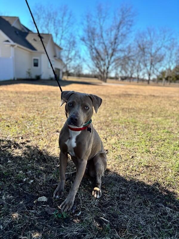 Enlarge Sofia, a Adoptable mixed breed in Berkeley Heights, NJ image 1/6